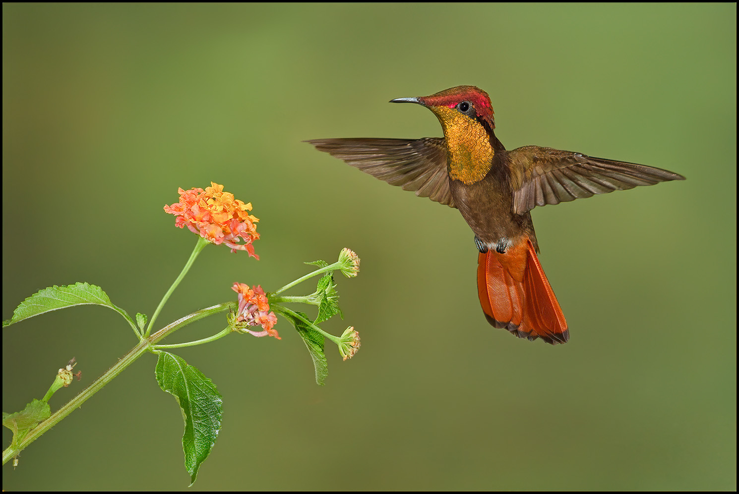 throated ruby torrent download